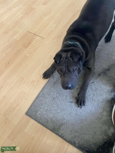 Black Shar Pei  Listing Image