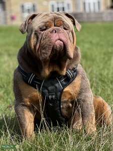 Olde English Bulldogge  for Stud Listing Image