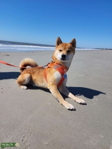 Stud Shiba Inu looking to breed him Listing Image