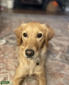 Medium Color Golden Retriever Listing Image