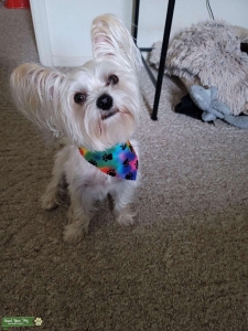 White Yorkie  Listing Image