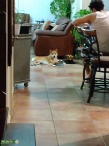 Red/Brown Shiba Inu Listing Image