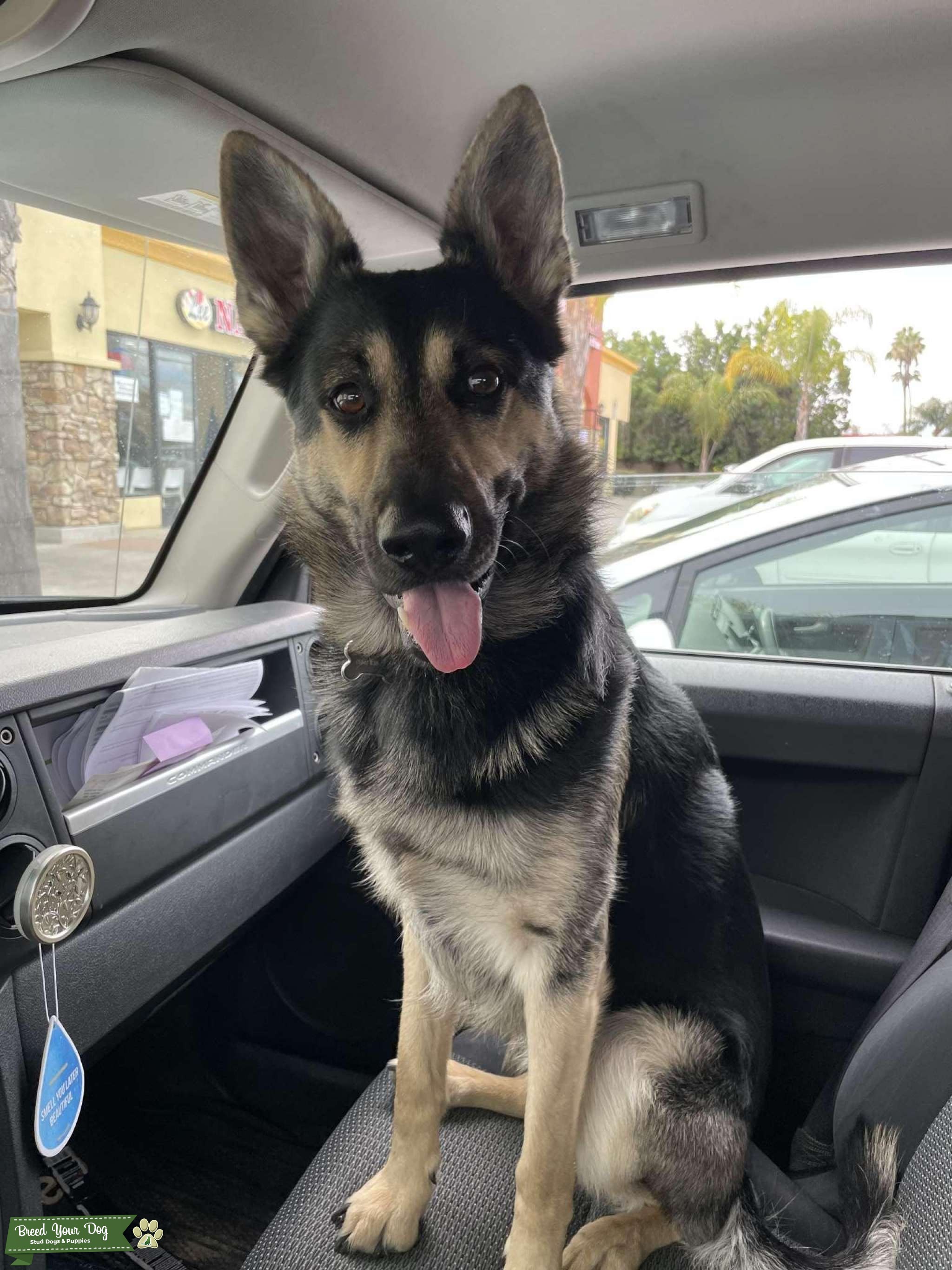 Stud service Stud Dog Southern California Breed Your Dog