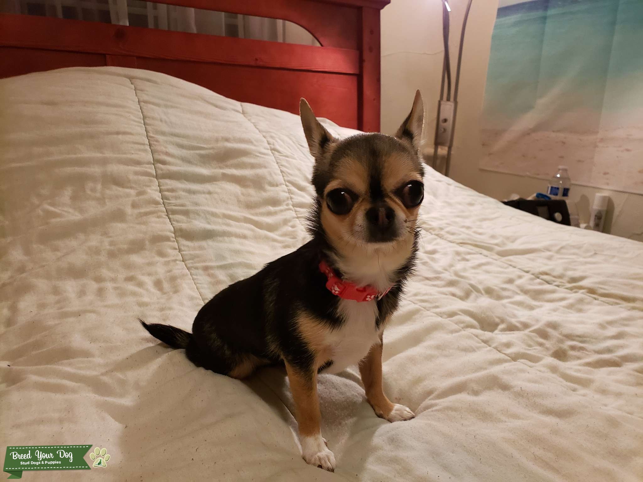 Teacup 3.5 lb Female Strong Bloodlines Stud Dog in Washington State