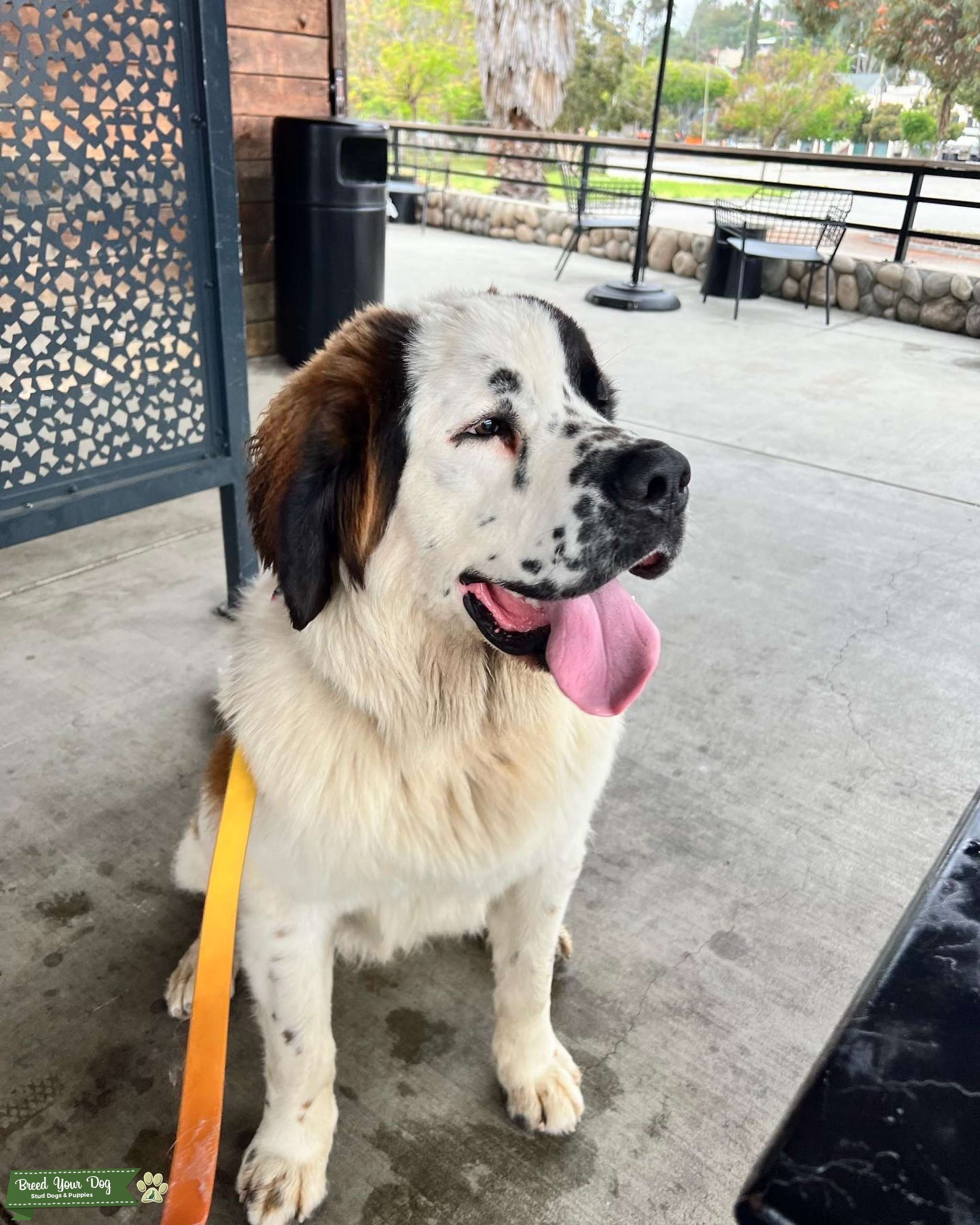 Beautiful Saint Bernard Stud Dog in Los Angeles , the United States