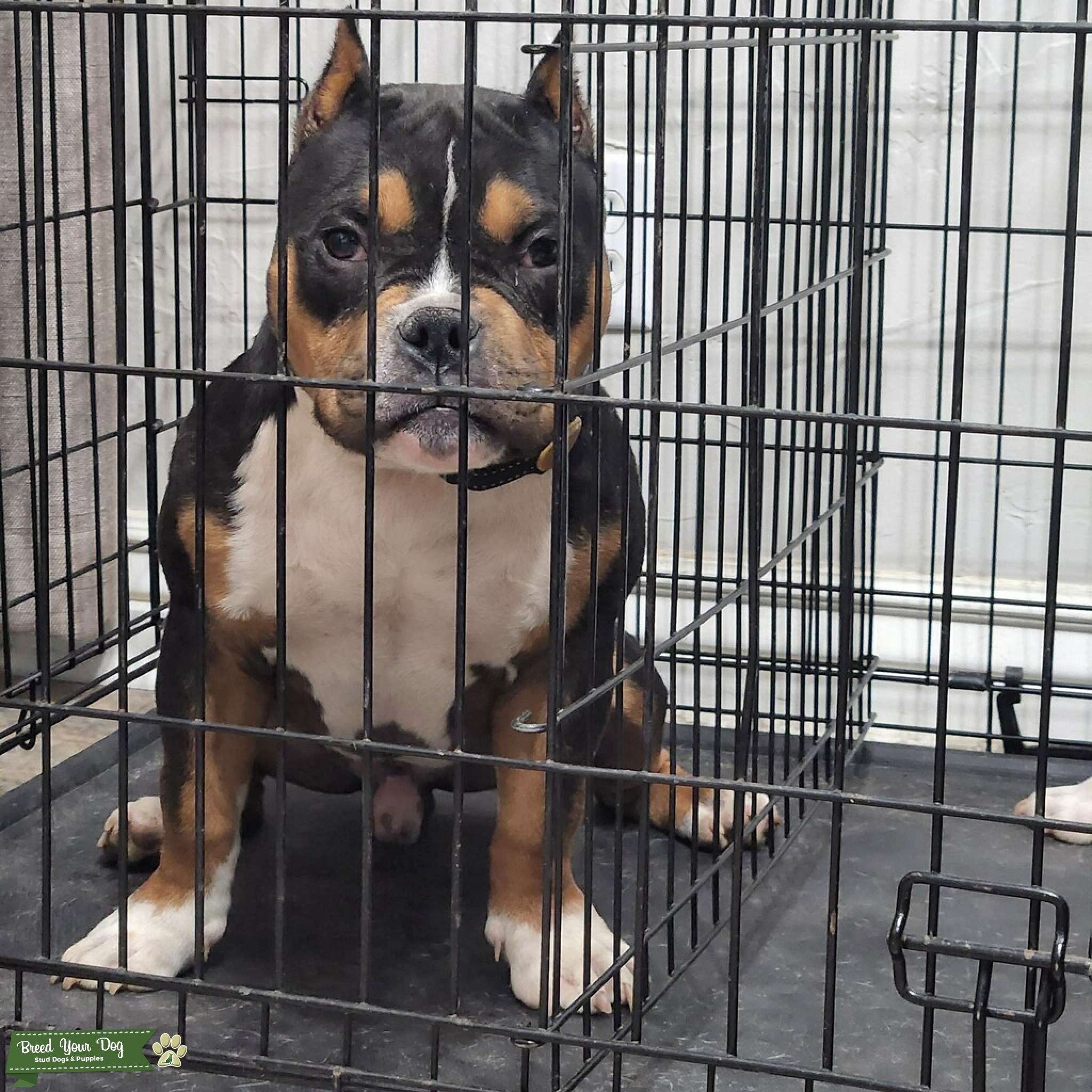 Stud Stud Dog in CO, United States Breed Your Dog