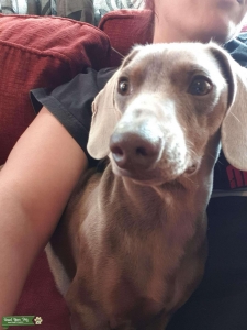 Beautiful Boy for Stud Listing Image