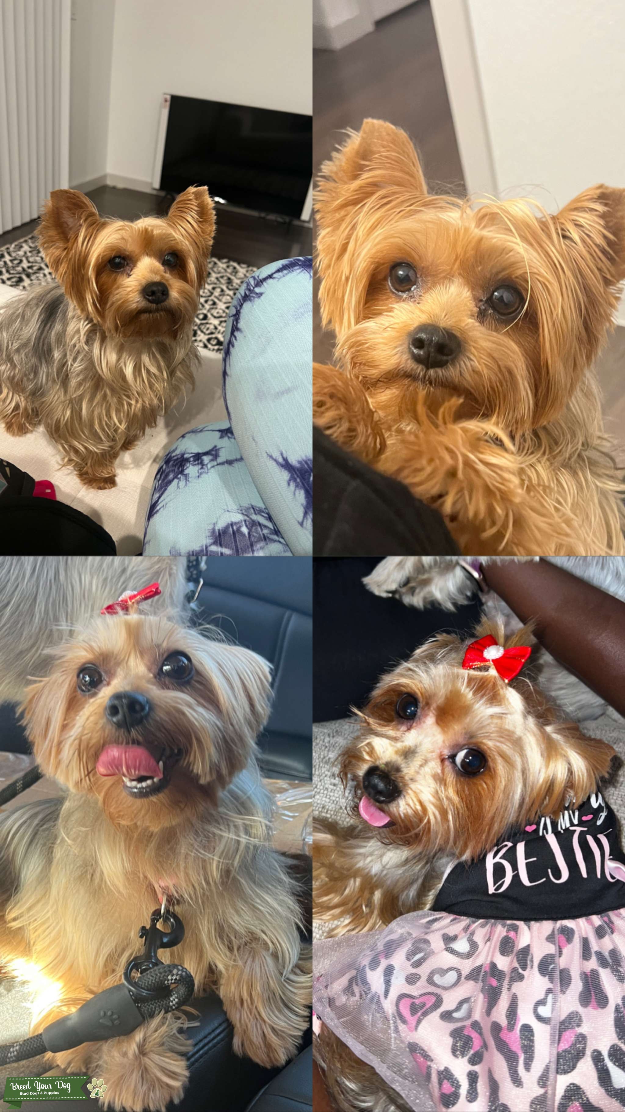 Black & Tan Purebred Yorkie Stud Dog in Orlando and Miami, United