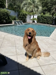 AKC Stud (Benny Boy) Golden Retriever Listing Image
