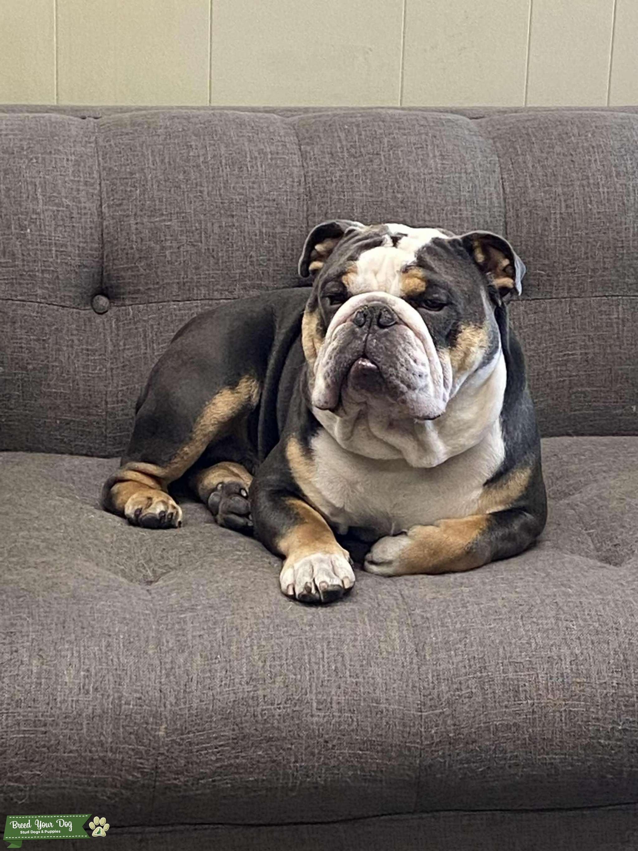 AKC Blue Tri English Bulldog Stud Dog in Colorado, the United States Breed Your Dog