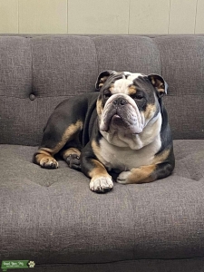 AKC Blue Tri English Bulldog Listing Image
