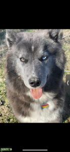 Female Wooly Siberian Husky  Listing Image