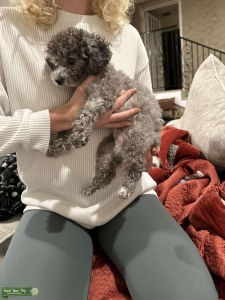 Tiny Toy Poodle  Listing Image