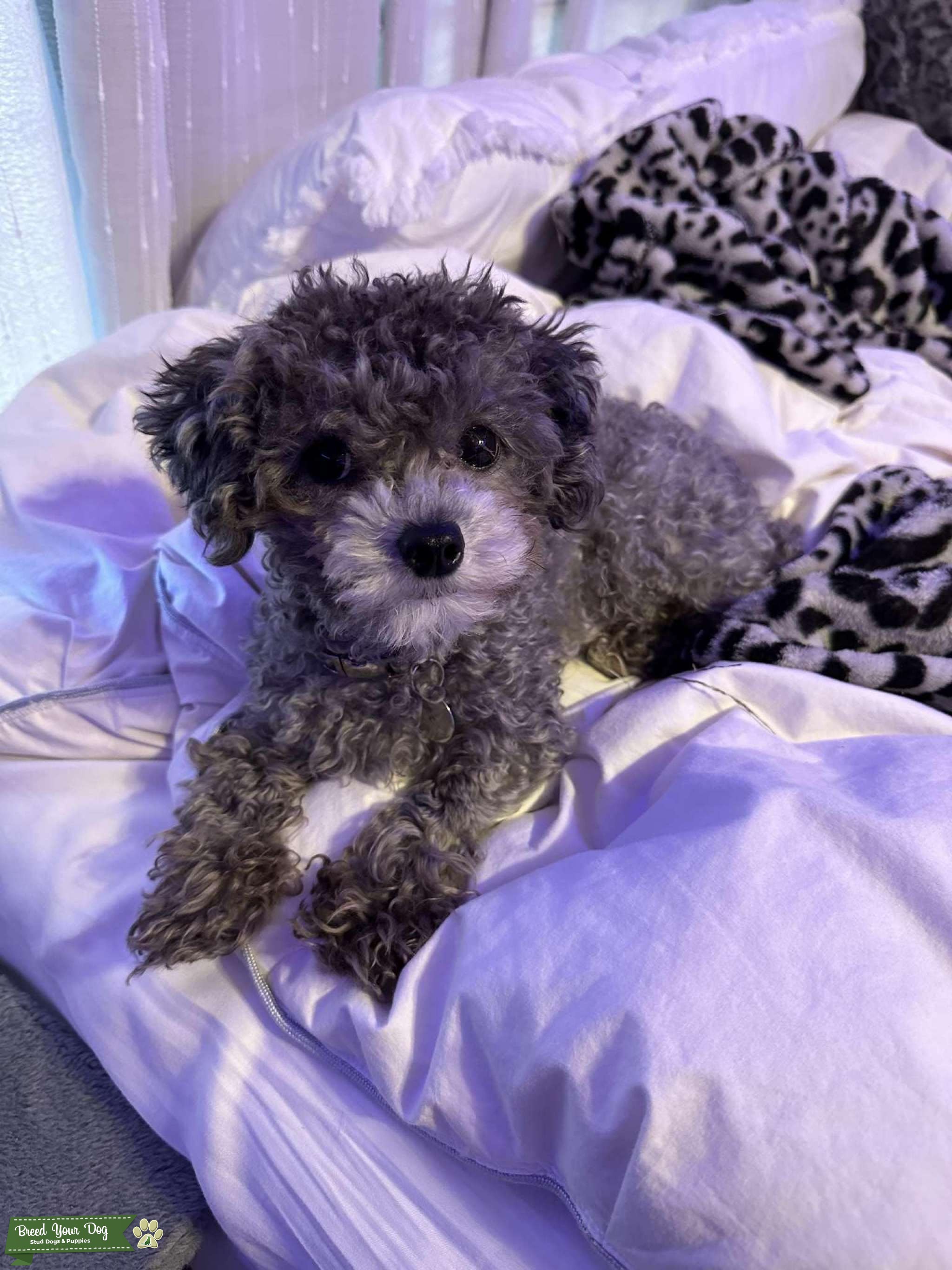Tiny Toy Poodle Stud Dog in North Carolina, the United States Breed