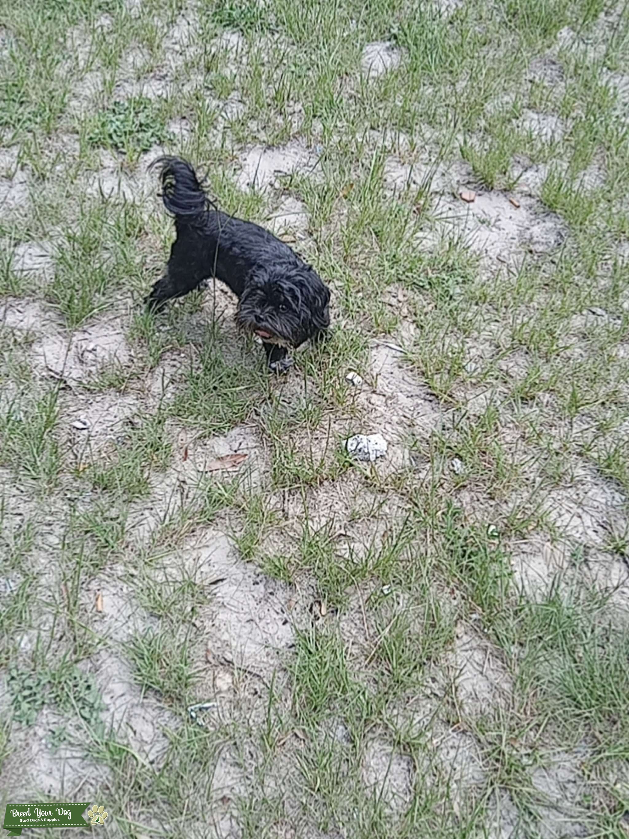 Black little white Stud Dog Florida Breed Your Dog