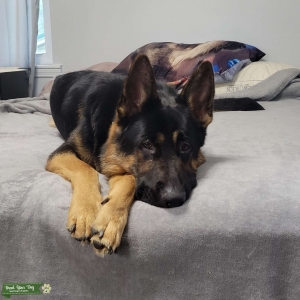 Black German Shepard Listing Image