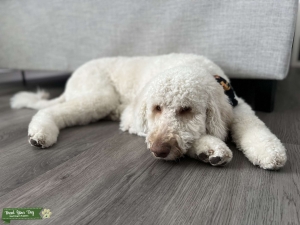 Goldendoodle Listing Image