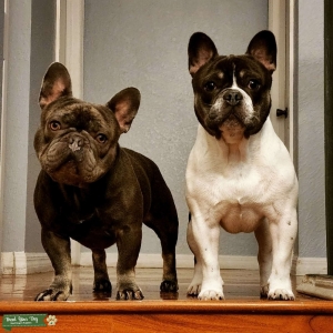 Merle, lilac and chocolate genes Listing Image