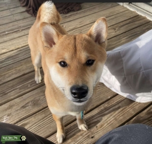 Energetic pup Listing Image