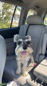 Stud Dog  Listing Image