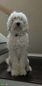 Cream Goldendoodle  Listing Image