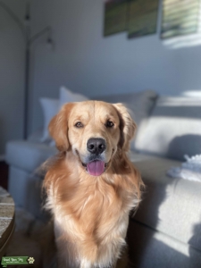 AKC registered Golden Retriever Stud  Listing Image
