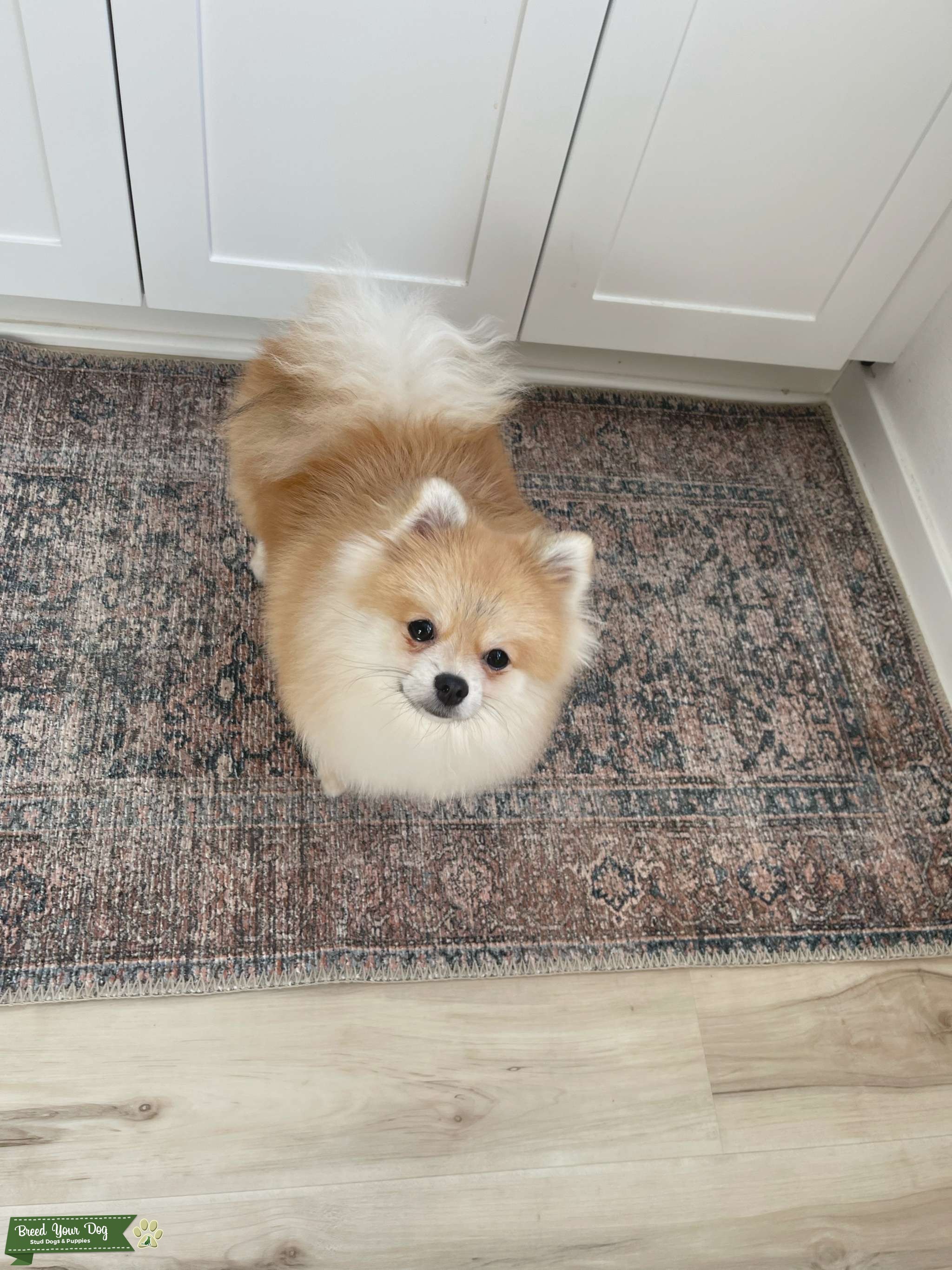 100 Pure Sable Pomeranian Stud Dog in Orange County , United States