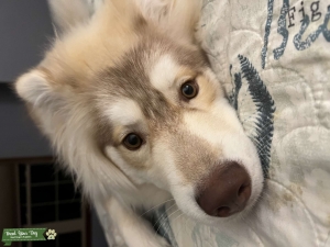 Red/cream Husky  Listing Image