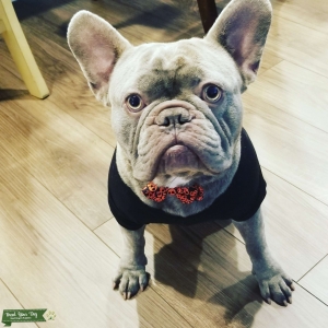 Lilac FrenchBulldog Stud looking for love! Listing Image