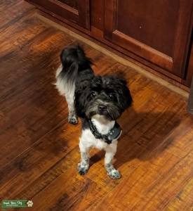 Maltipoo Stud Available Listing Image