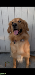 Golden Retriever Listing Image