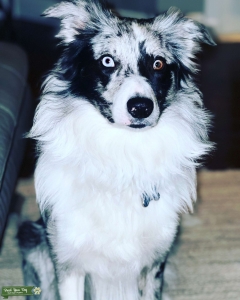 Blue Merle border collie Listing Image