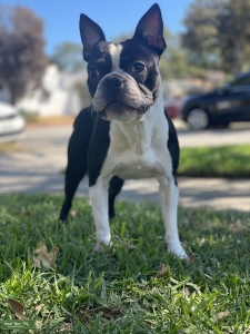  Boston Terrier (4 panel health cleared) Listing Image