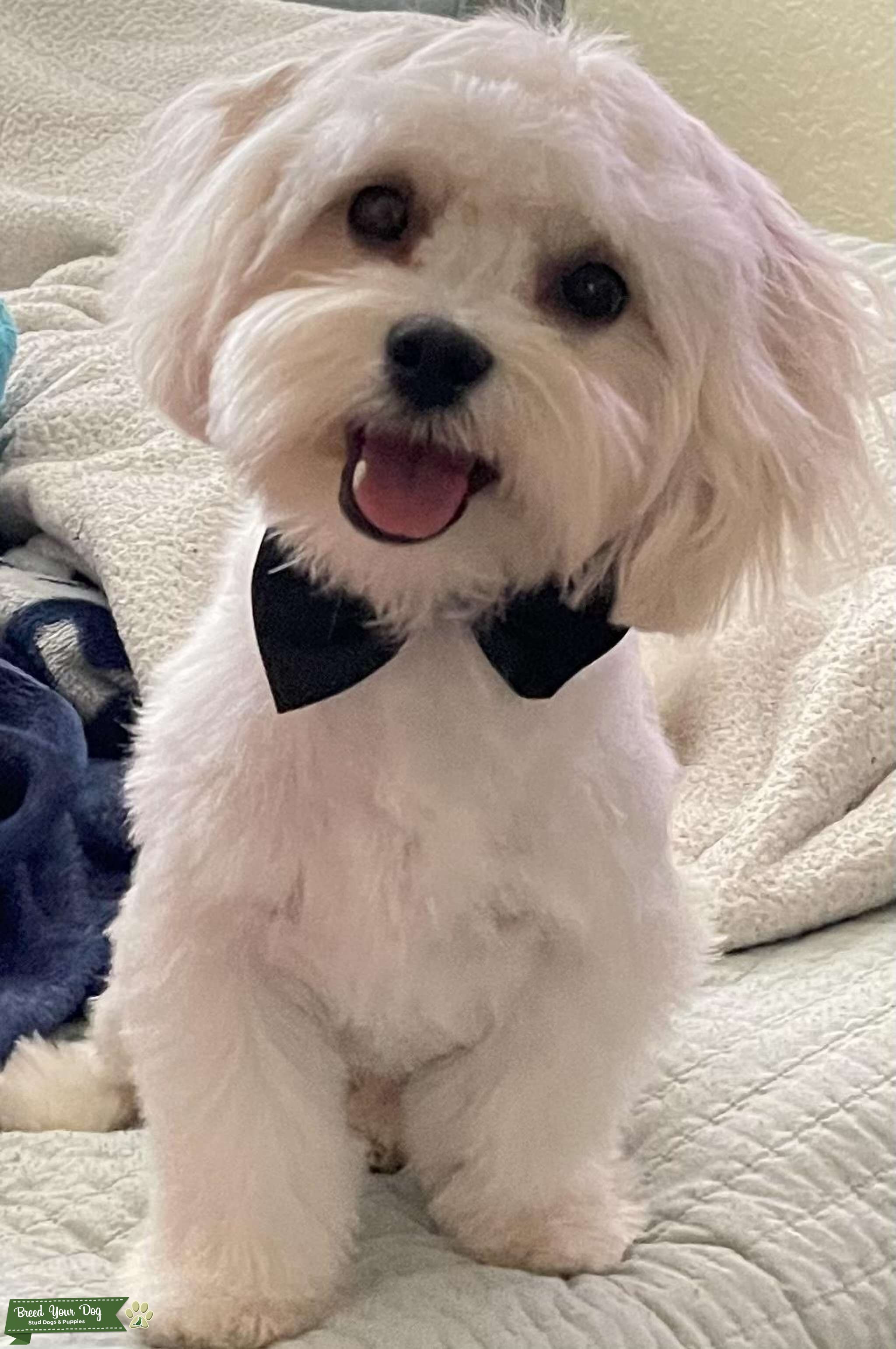 Dogs For Sale Craigslist Nc - axye4fu
