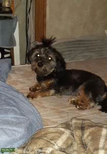 Female shorkie Listing Image