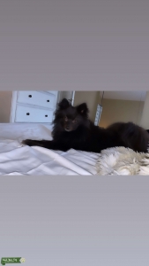 Pomchi make looking for girlfriend Listing Image