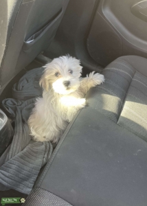 Fluffy Female Maltese Listing Image