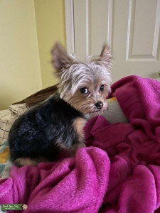 Teacup Yorkie  Listing Image