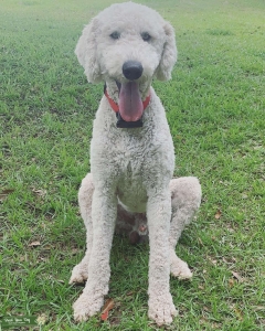 F1b white goldendoodle - embark tested Listing Image
