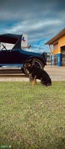 Black/Tan Full bred Australian Kelpie (STUD) Listing Image
