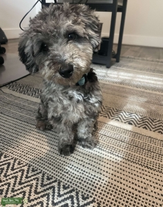 AKC REGISTERED BLUE MERLE TOY POODLE STUD Listing Image
