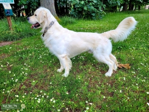 English Cream Golden Male for Stud Listing Image