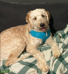 Sweet Boy looking for a lady Listing Image
