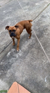 Fawn boxer female Listing Image