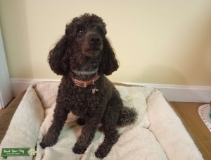 Mini Black Poodle looking for a girlfriend! Listing Image