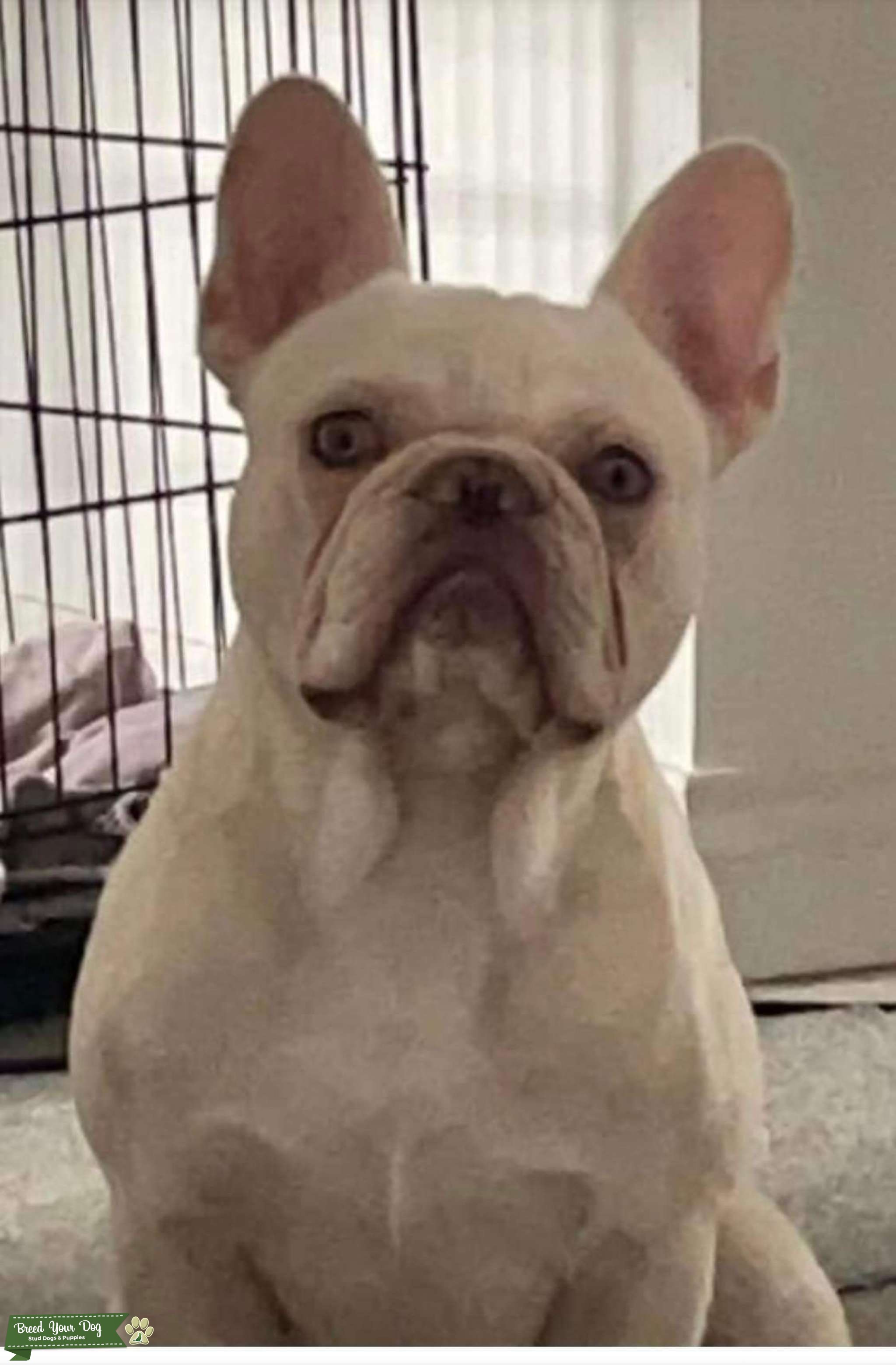 Proven platinum French bulldog Stud Dog in Tewkesbury , the United