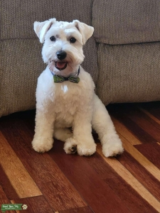 Mini Schnauzer Stud  Listing Image