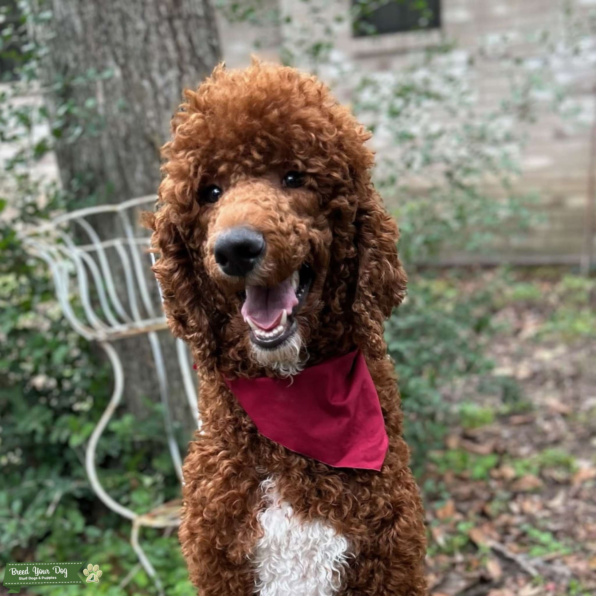 Red Standard Poodle Stud Dog in TX, the United States Breed Your Dog