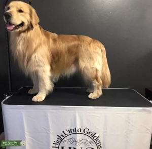 Golden Retriever Stud Listing Image
