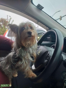 Male Yorkshire Terrier/Maltese looking for a mate Listing Image